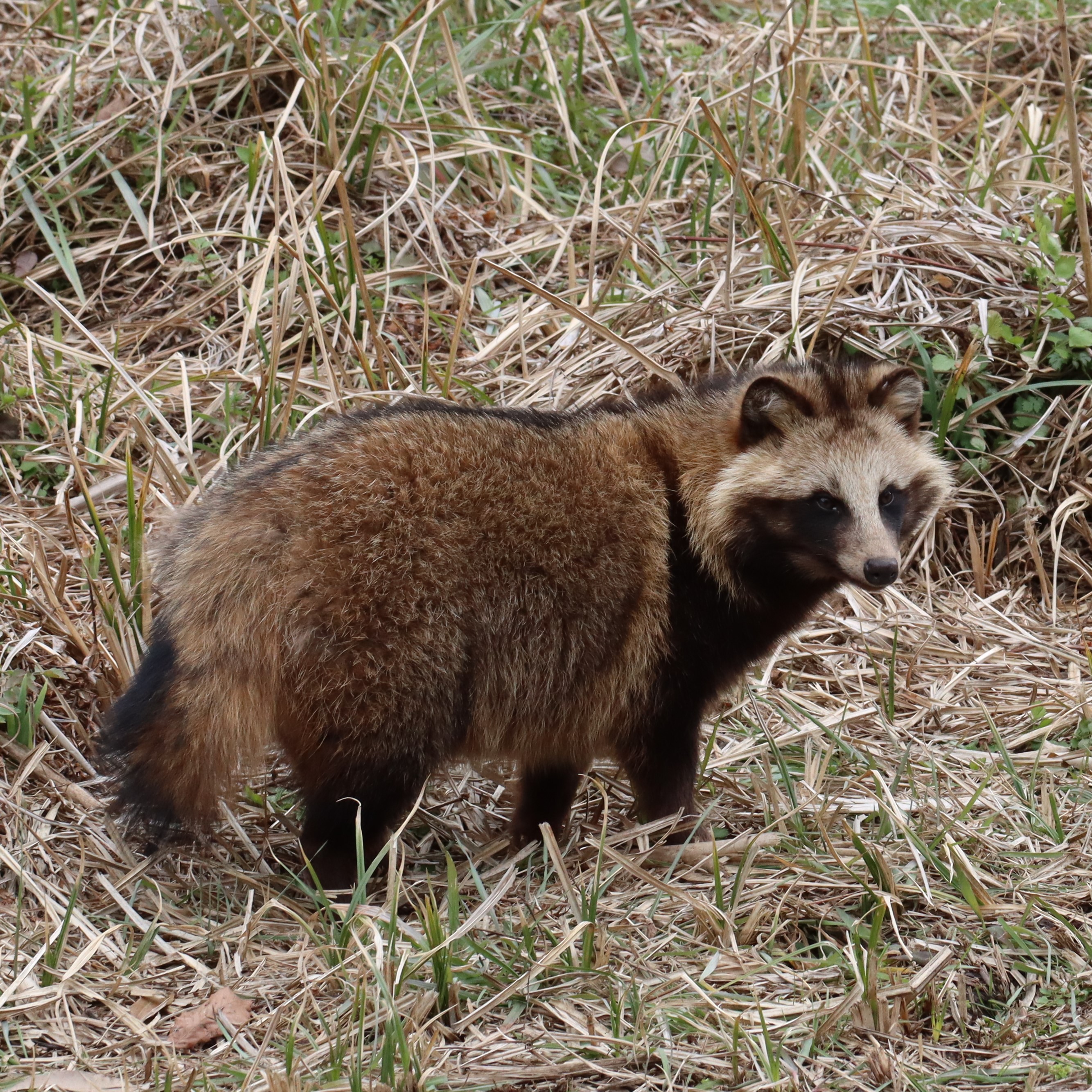 tanuki̋L^